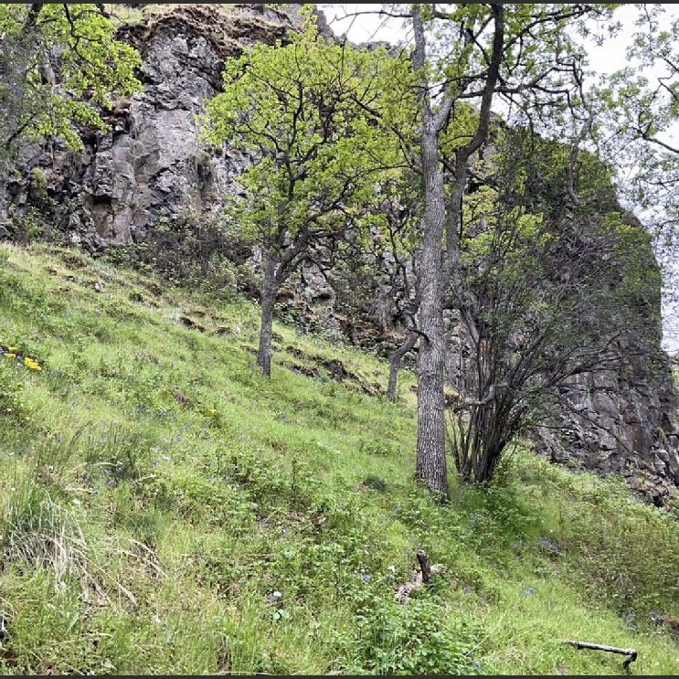 A grassy hillside with scattered green trees and wildflowers, sloping upward toward a rocky cliff face under a partly cloudy sky.