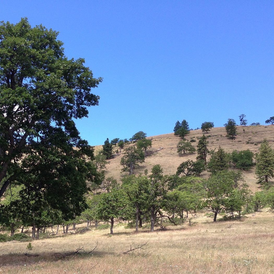 A grassy hillside with scattered trees under a clear blue sky. A large tree stands in the foreground, while smaller trees dot the gentle slope in the background.