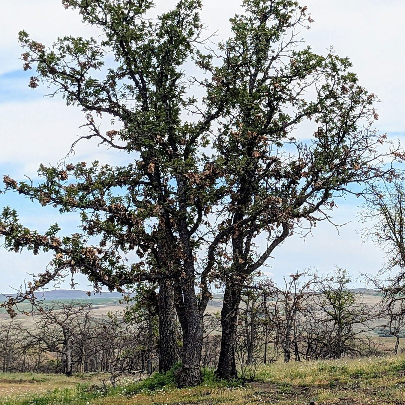 Photo of Epicormic Branching.