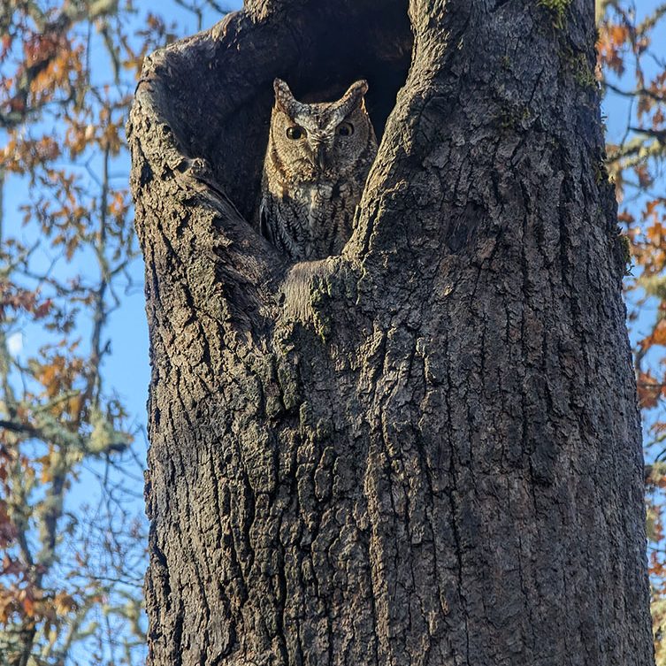 Photo of owl in a hole in the tree.