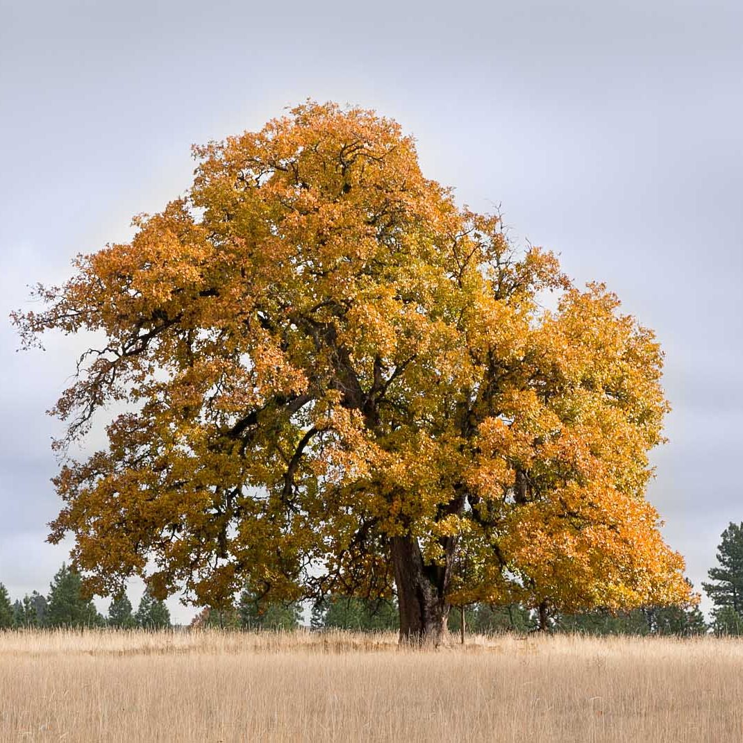 A large oak tree with orange and yellow autumn leaves stands alone in a dry, grassy field under a cloudy sky, with a row of evergreen trees in the background.