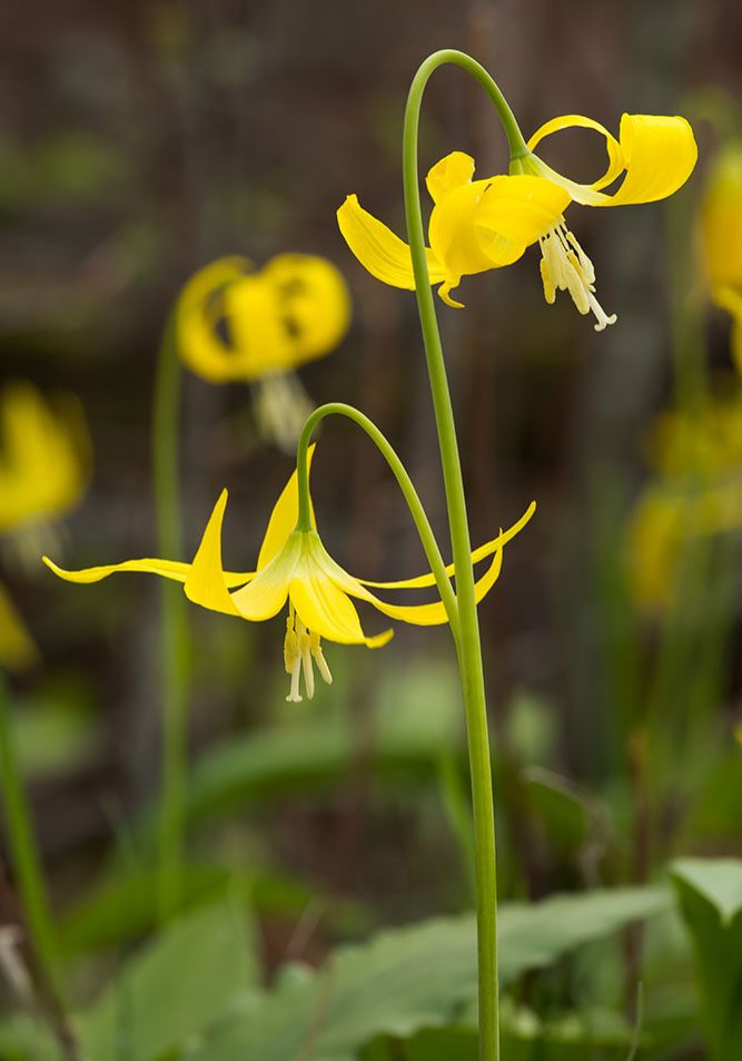 Two yellow wildflowers with long, curved stems and downward-facing petals stand among green leaves, with more yellow flowers softly blurred in the background.