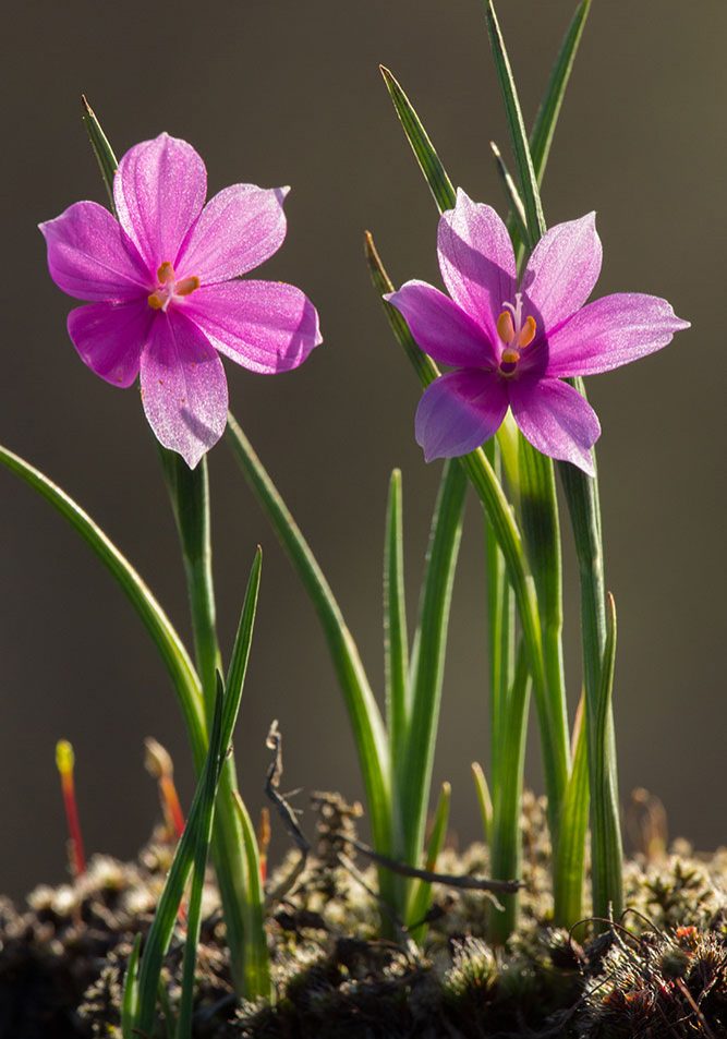 Photo of Grass Widows.