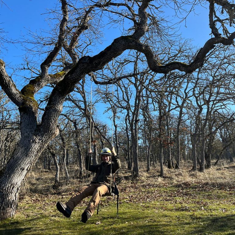 Photo of worker swinging from an oak.