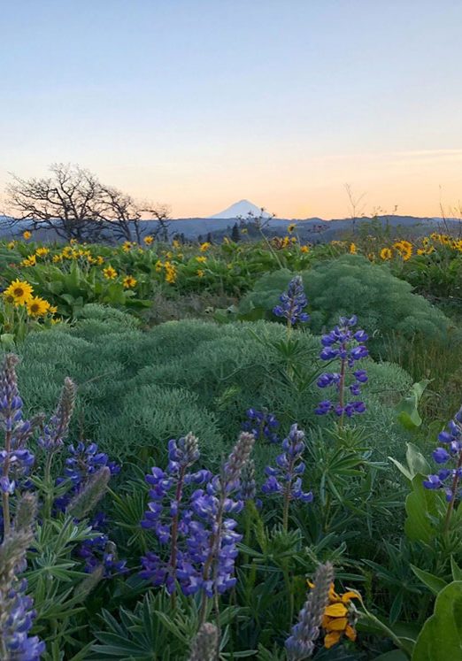 Photo of Wildflowers.