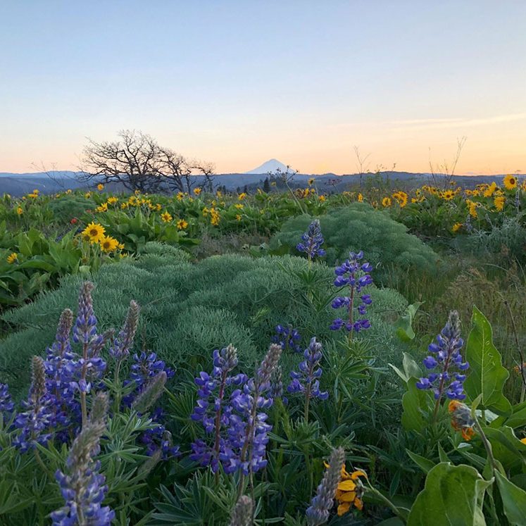 Photo of Wildflowers.