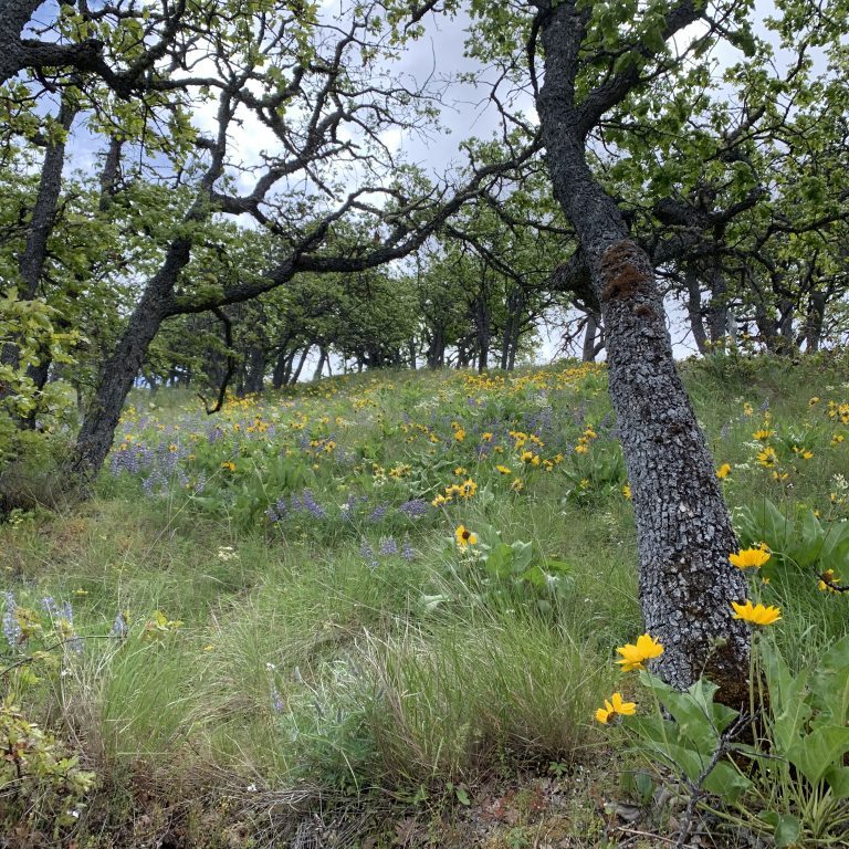 MIll Creek Ridge May 2022