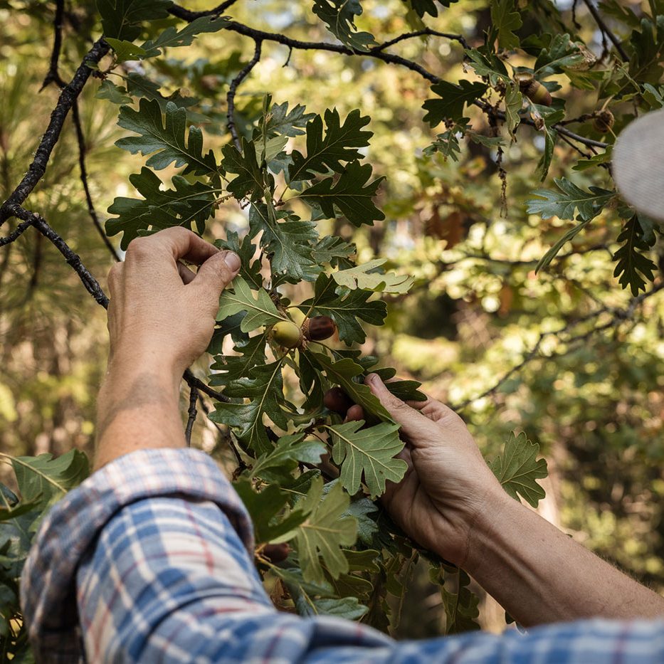 A person in a plaid shirt and cap reaches up to examine or pick an acorn from an oak tree branch in a sunlit forest.