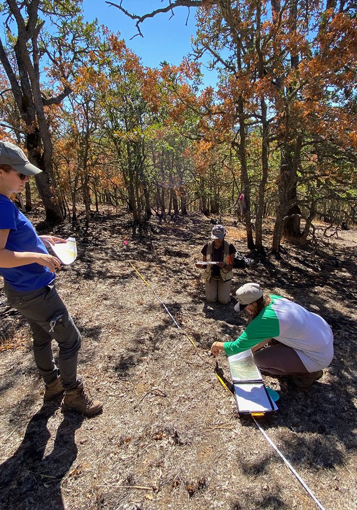 Three people conducting field research in a sunlit, wooded area with sparse vegetation. Two are kneeling by measuring equipment and notes on the ground, while one stands observing and holding a notebook.