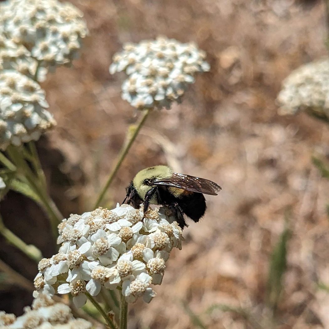 Photo of bee on a pollinator plant.