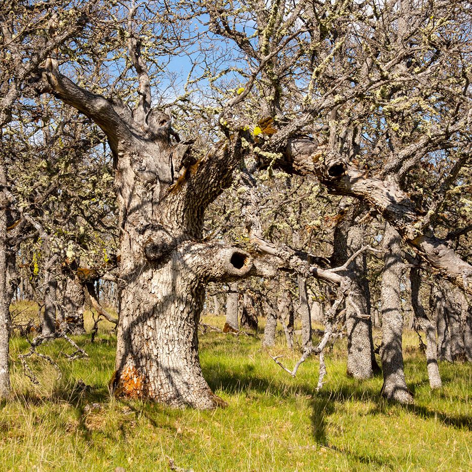 A group of old, leafless trees with thick, gnarled trunks and branches stands in a sunlit grassy area, casting shadows on the ground. Patches of lichen can be seen on the bark.