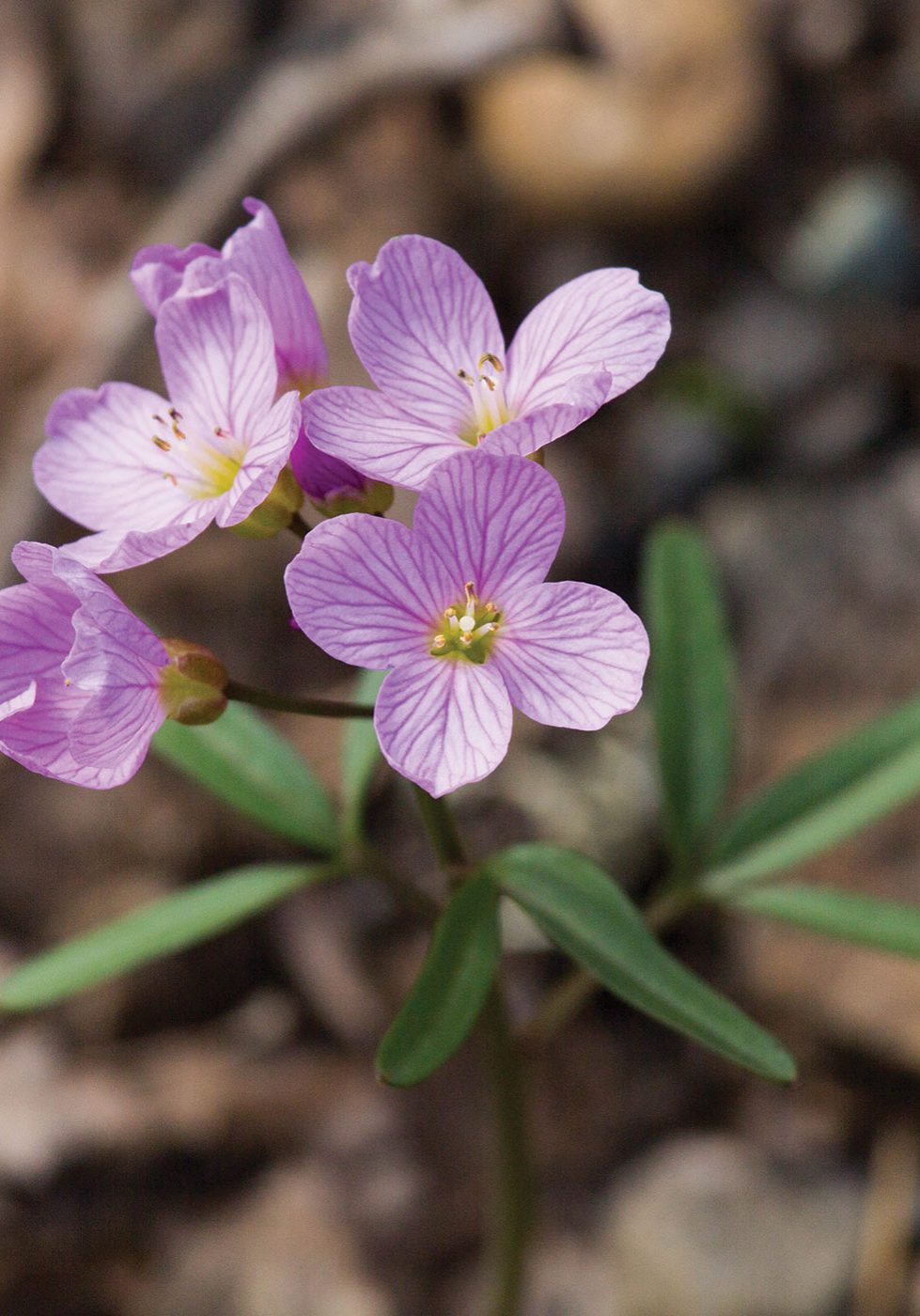 Photo of Oaks Toothwort.