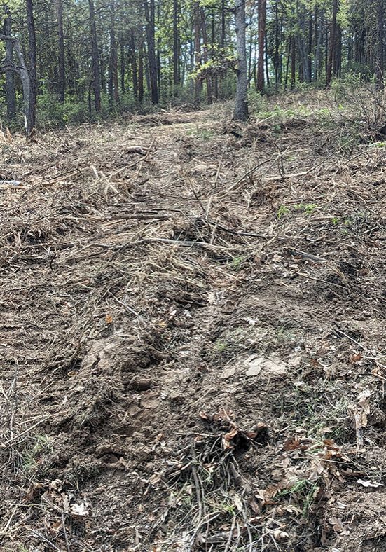 Photo of seeding after soil dusturbance.