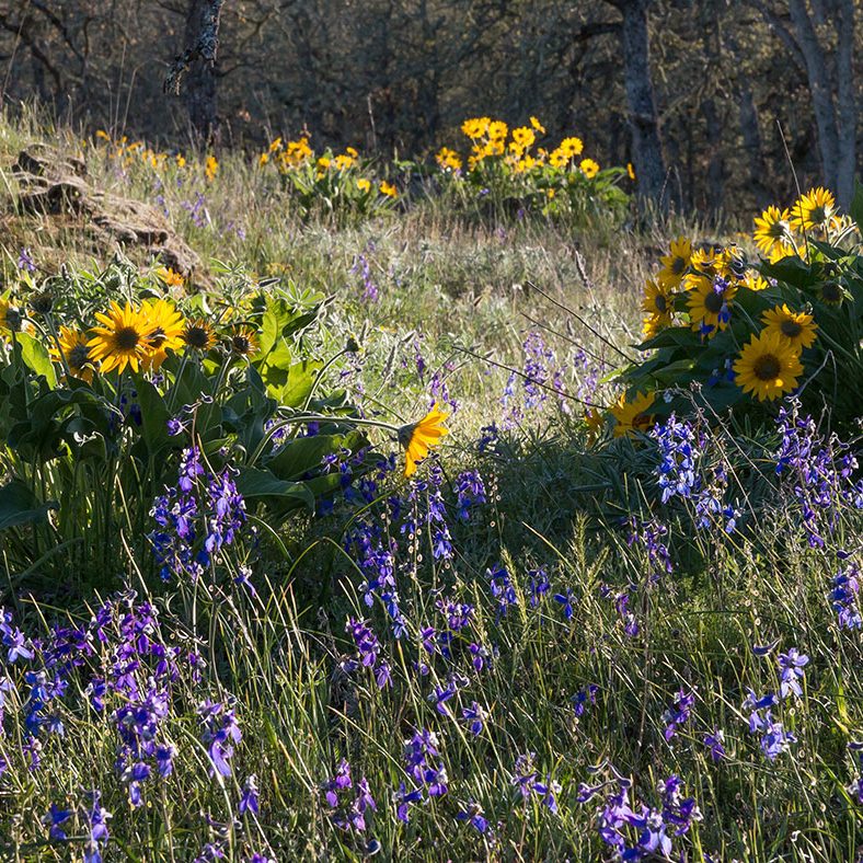 Photo of balsamroot.