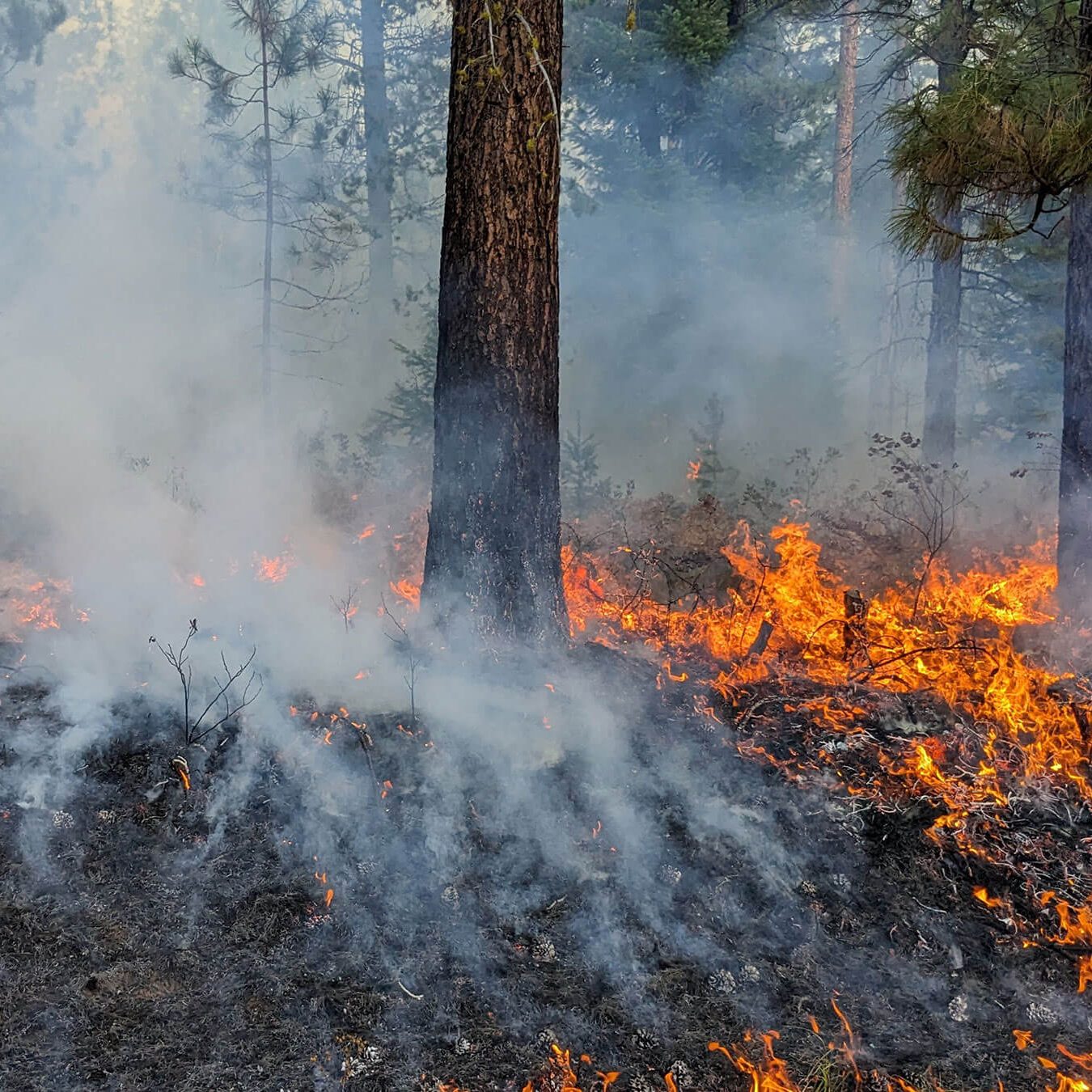 Photo of fire burning at trunk of tree.