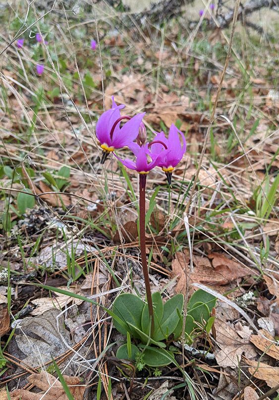 Photo of Shooting Star.