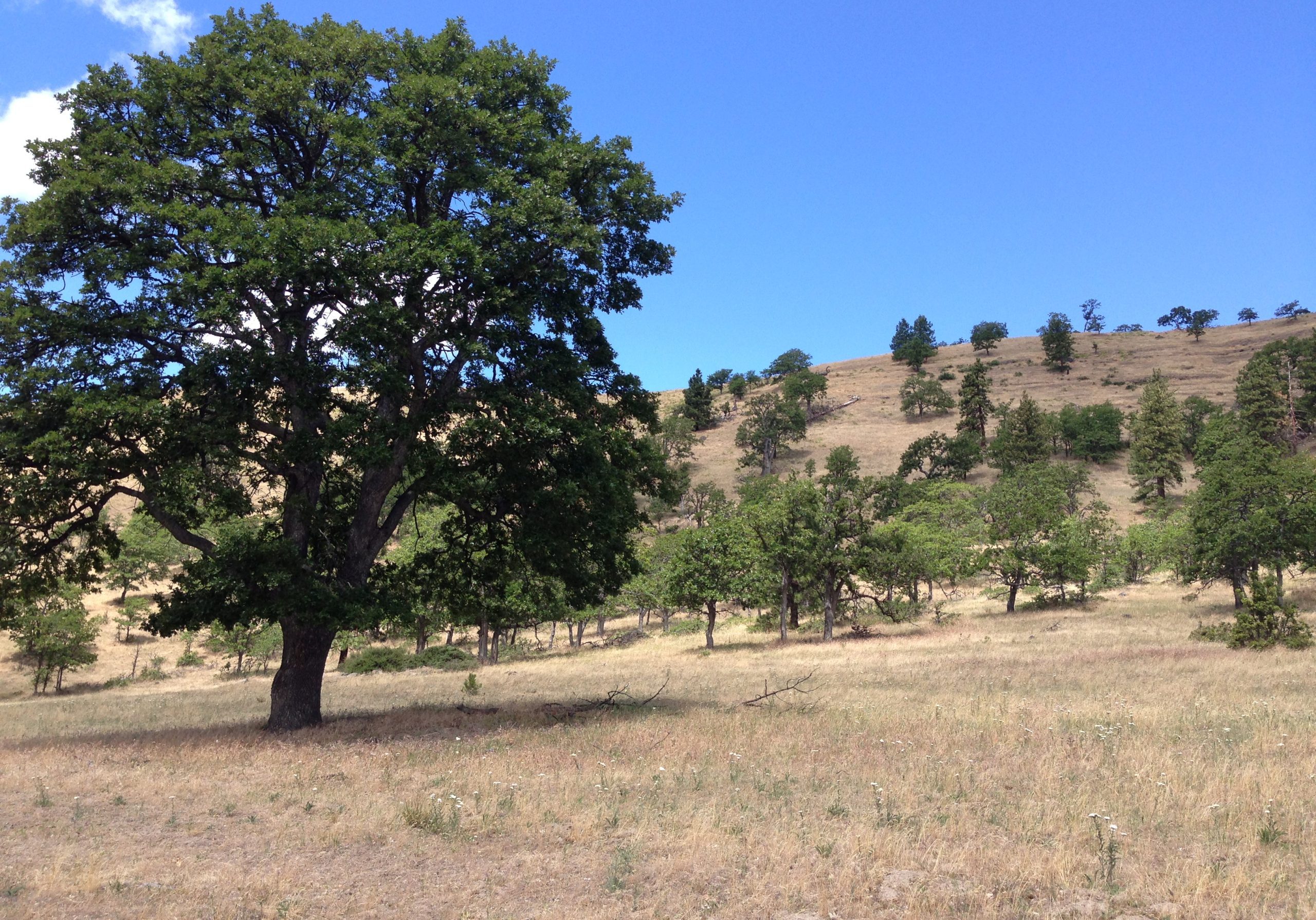 South Slopes 14-20 PZ Mill Creek Ridge