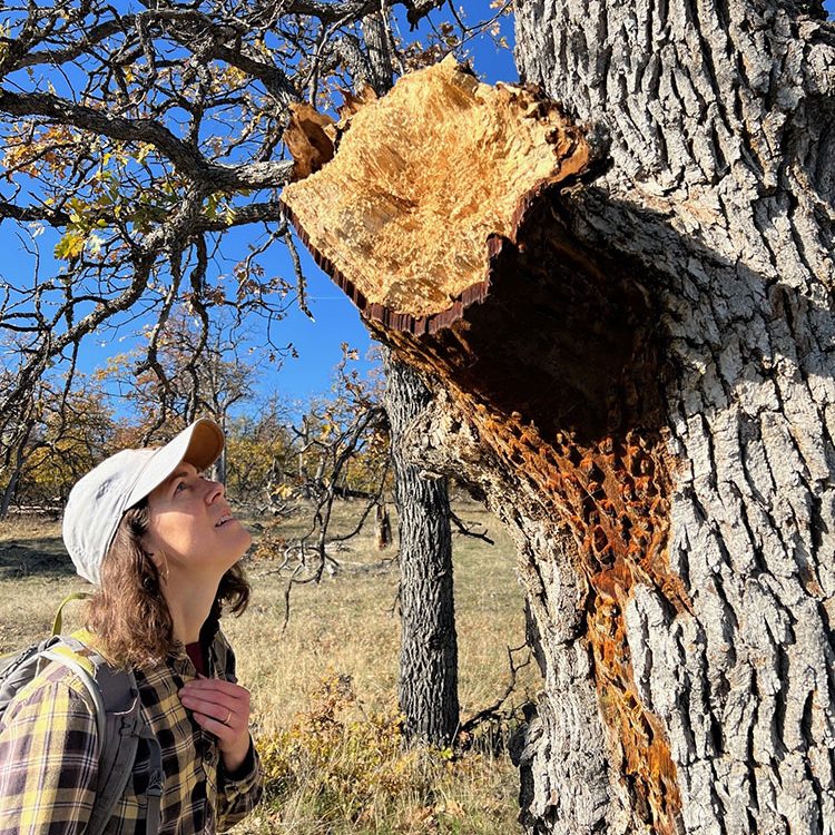 A person wearing a plaid shirt, backpack, and cap looks up at a large, freshly cut branch on a tree, with orange sap oozing from the cut, in a sunlit, grassy area with other trees nearby.