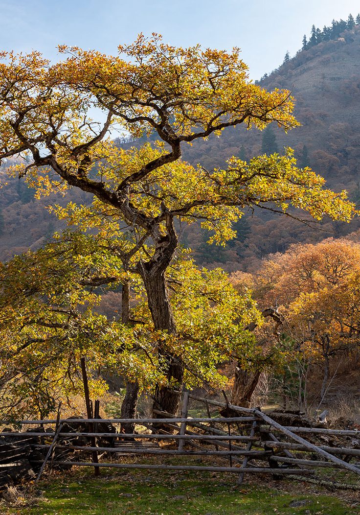 A large tree with autumn leaves stands beside a rustic wooden fence, with hills and more colorful trees in the background under a clear sky.
