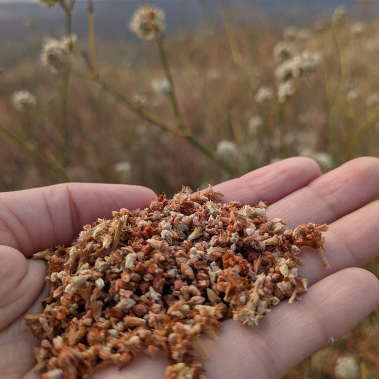 Tall woolly buckwheat seeds_MCR_Sept2025 (10)