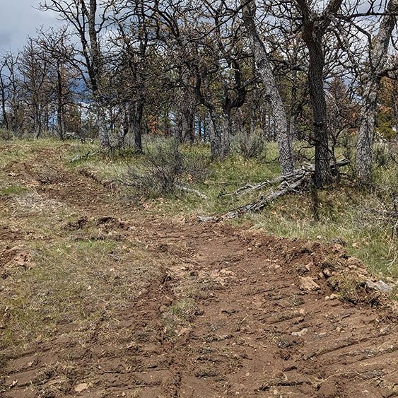 A dirt path with tire tracks winds through a forest of leafless trees under a partly cloudy blue sky. Grass and scattered rocks border the path.