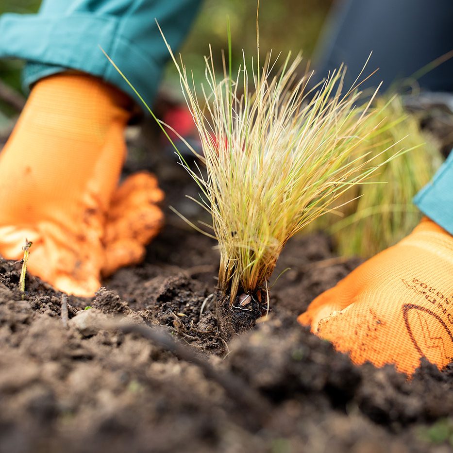A person wearing bright orange gloves and a teal long-sleeve shirt plants a small grass seedling in soil outdoors.
