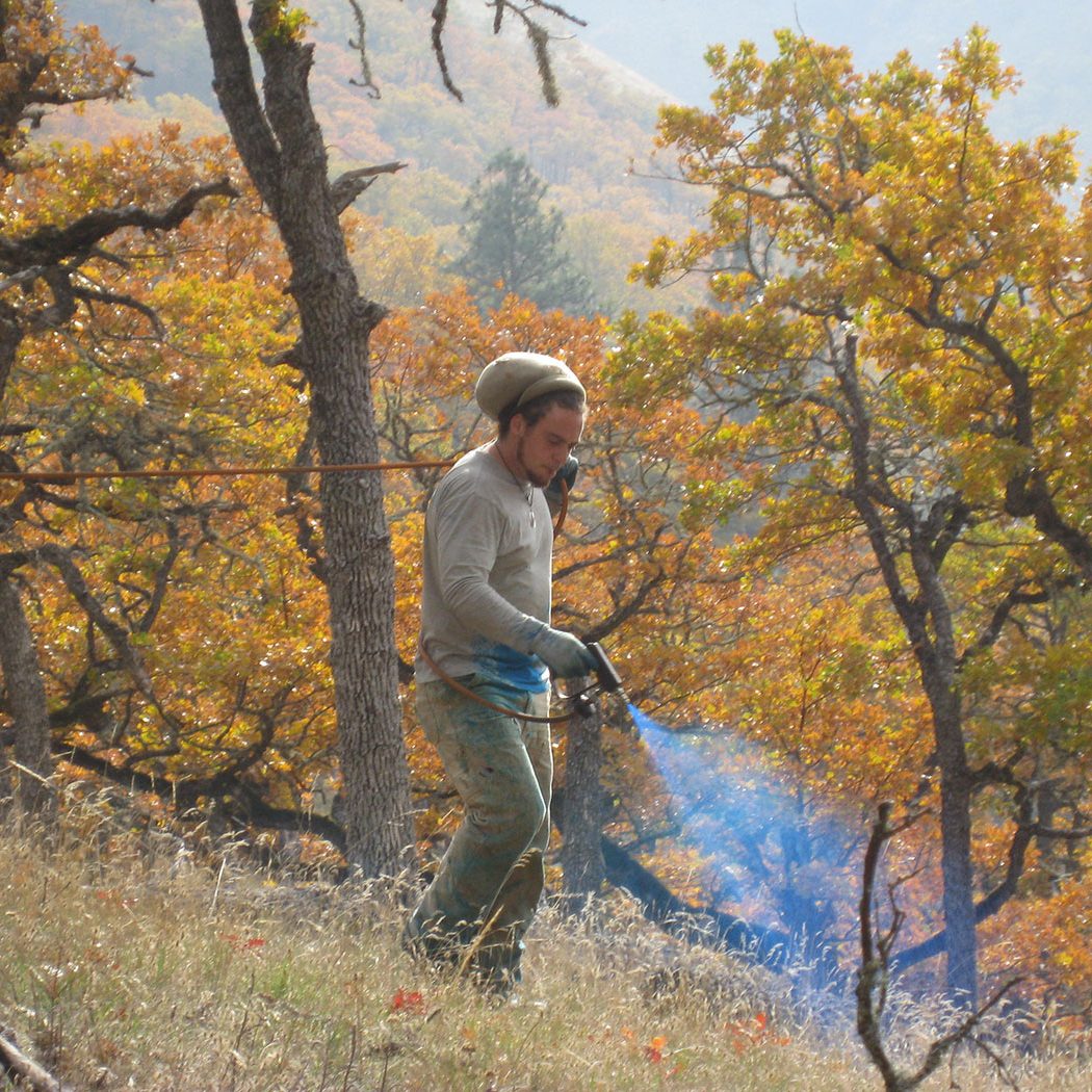 A person uses a controlled flame torch on a grassy hillside surrounded by trees with autumn-colored leaves, performing land management work in a forested area.