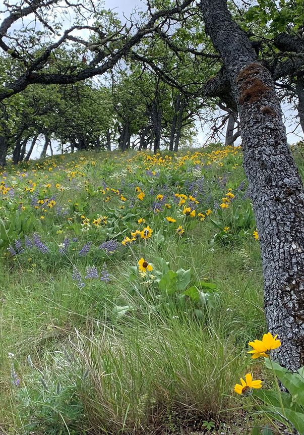 A hillside meadow with tall grass, blooming yellow and purple wildflowers, and scattered trees with green leaves under a cloudy sky.