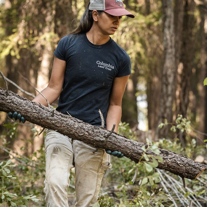 A person wearing a cap, gloves, and a Columbia Field School t-shirt carries a fallen tree branch in a forest, surrounded by tall trees and greenery.