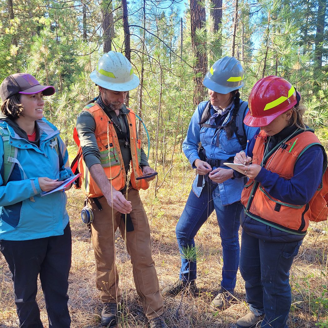 Four people wearing hard hats and outdoor gear stand in a forest, taking notes and examining something on the ground. Sunlight filters through the trees as they work together.
