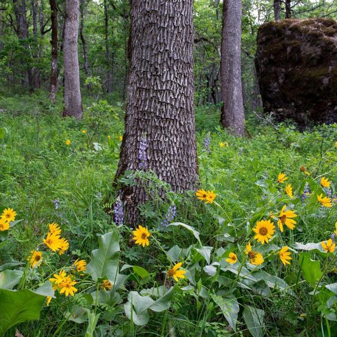 Photo of Balsamroot.