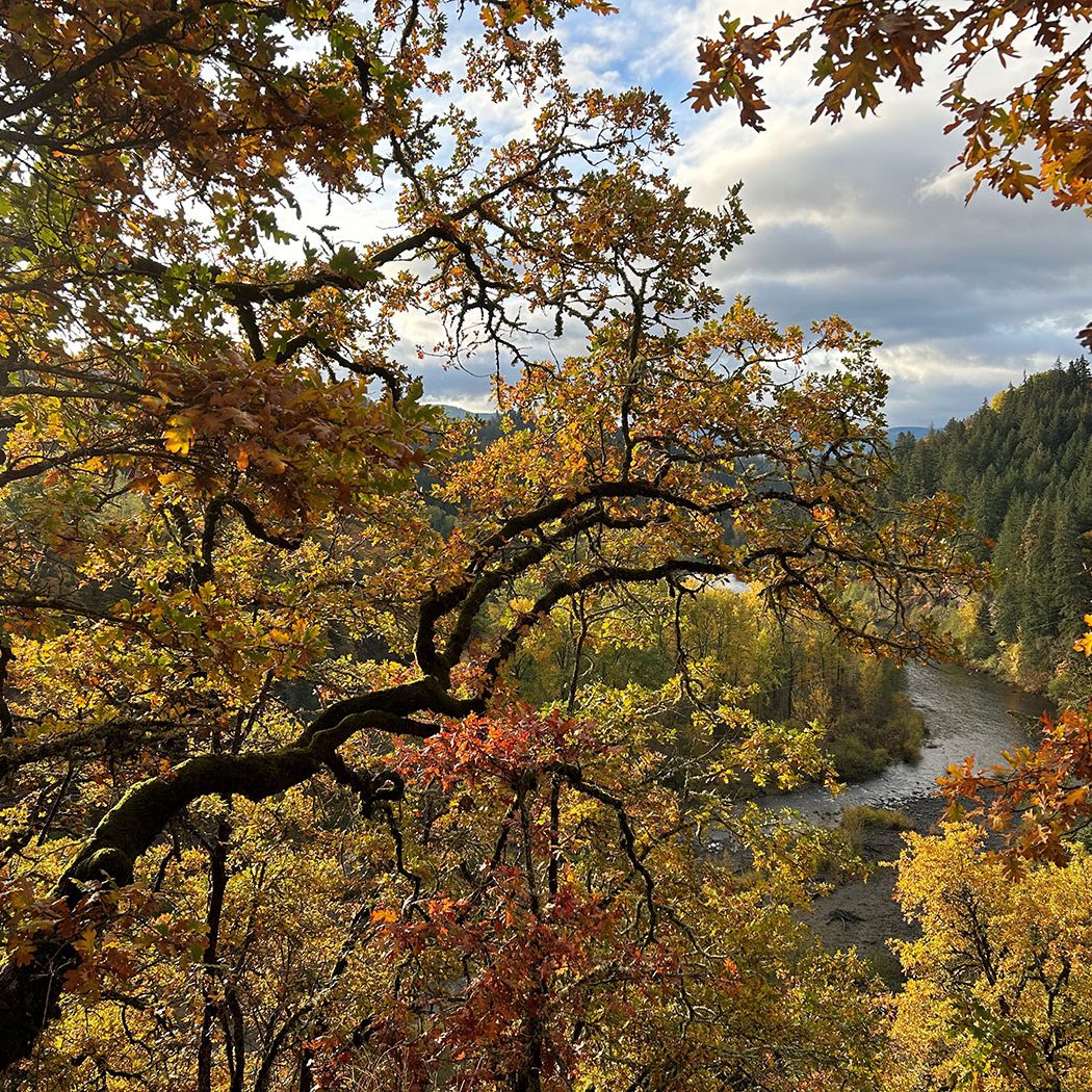 Golden autumn leaves and twisted branches of oak trees frame a scenic view of a river winding through a forested valley under a partly cloudy sky.