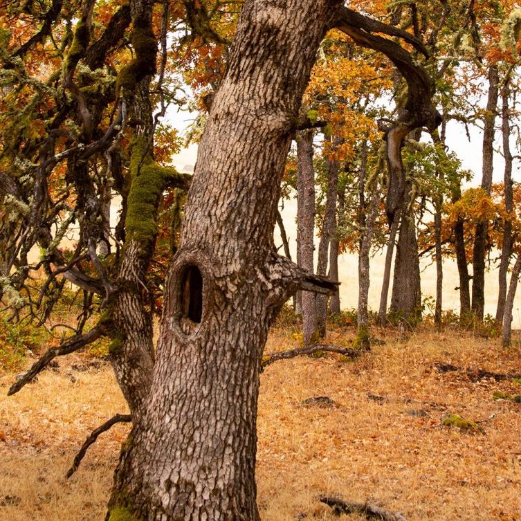 Photo of an oak tree with a hole in it.