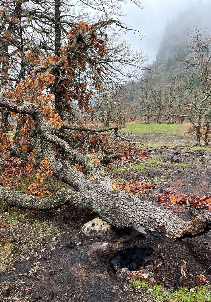 Photo of fallen oak.