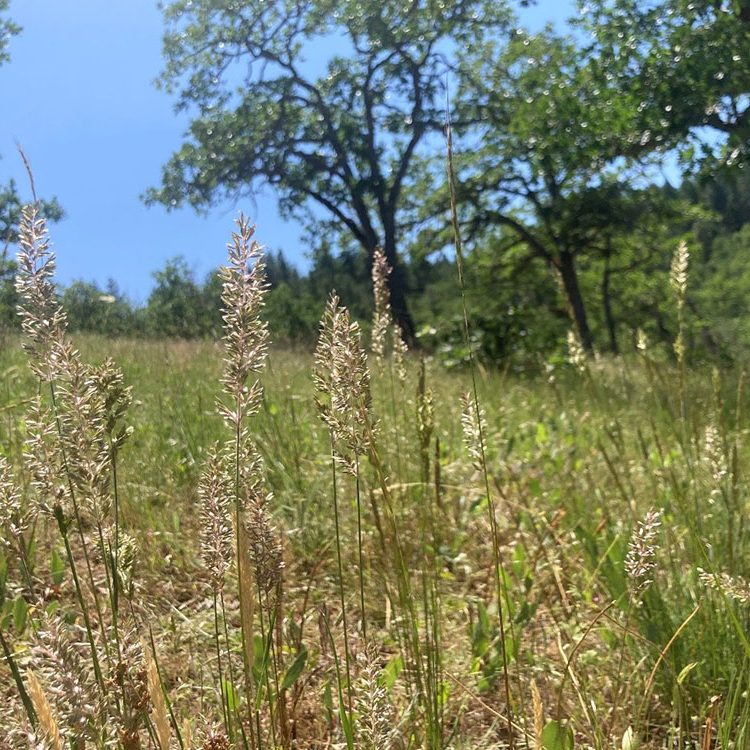 Photo of grass landscape.