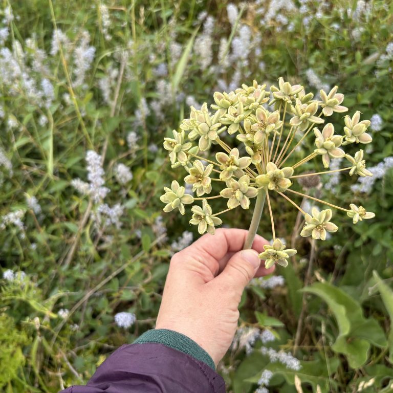 Kennebec Estuary Land Trust's image from iNaturalist 