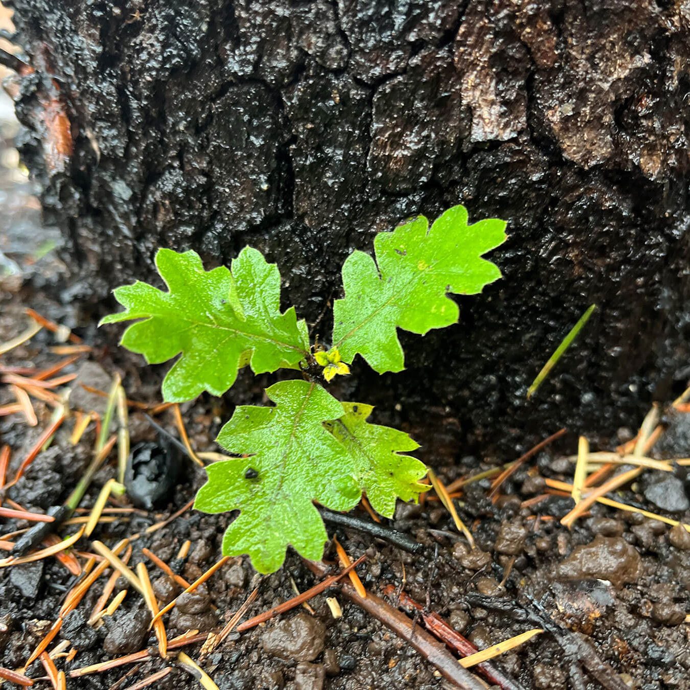 Photo of oak resprout at base of a burnt trunk.