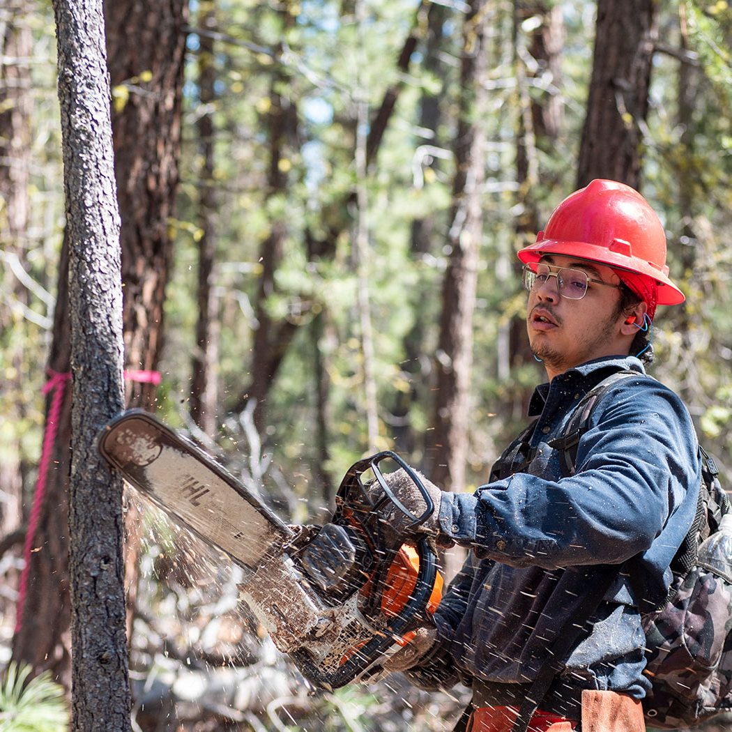 A person wearing a red hard hat, safety glasses, and gloves uses a chainsaw to cut a tree in a forest. Sawdust is flying, and the person appears focused on their work.